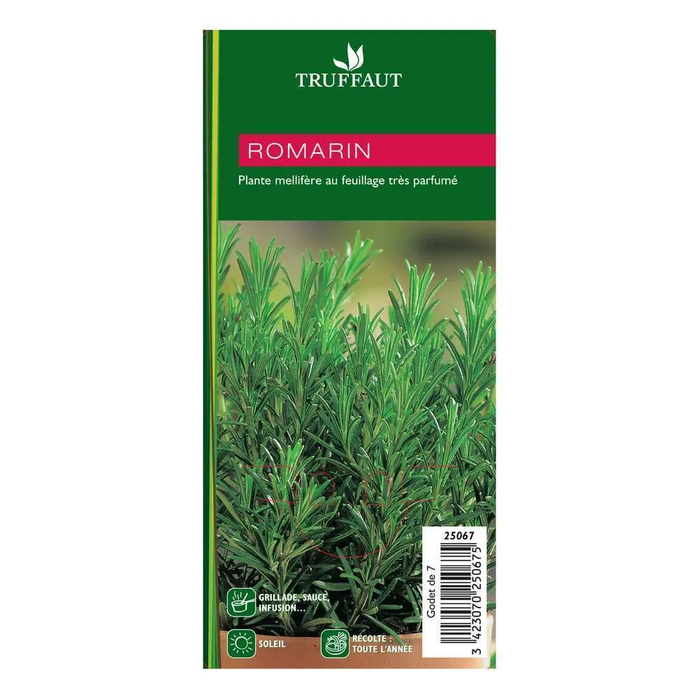 Plant de romarin : en godet